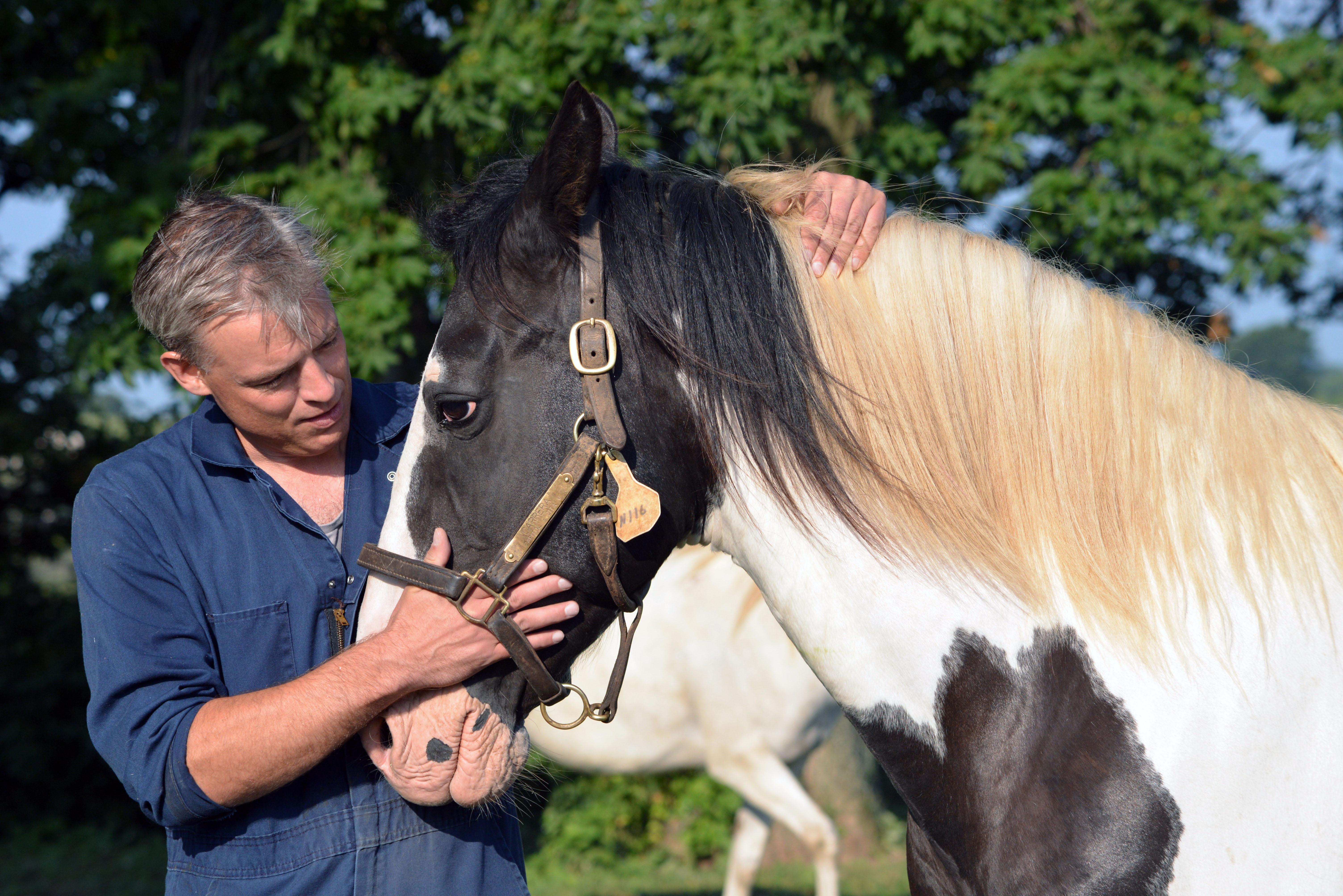 Man petting horse